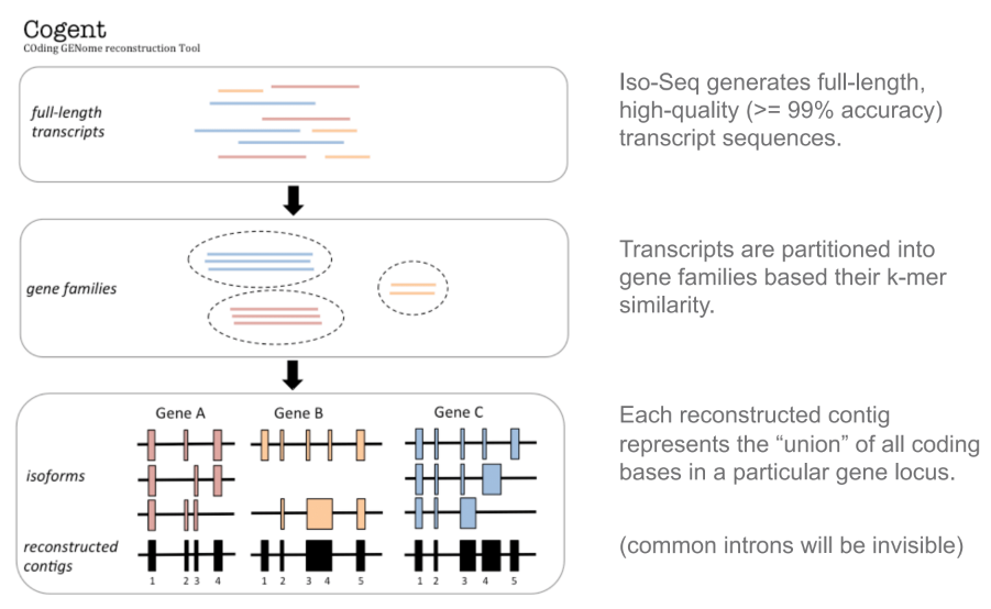 三代转录组系列：使用Cogent重建基因组编码区